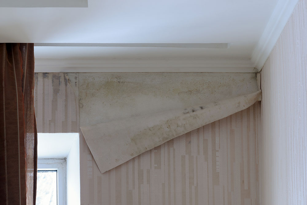 How to get rid of mould and damp